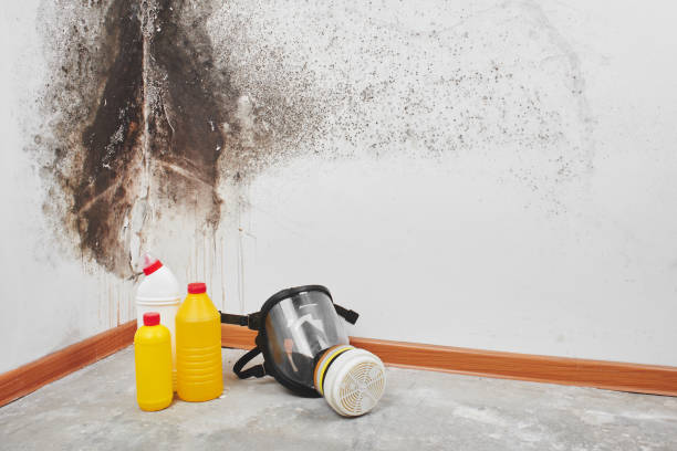 Mold Removal and Inspection in Beeville, TX