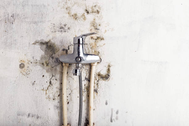 Best Residential Mold Removal  in Beeville, TX