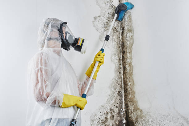 Best Toxic Mold Removal  in Beeville, TX