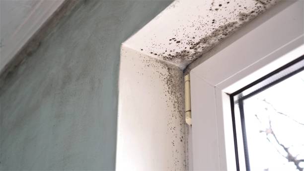 Best Attic Mold Removal  in Beeville, TX