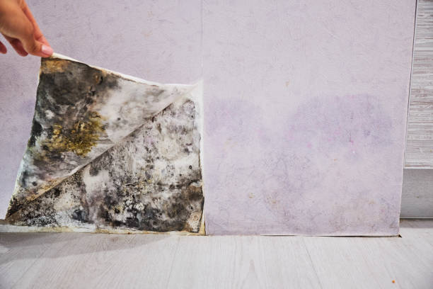Best Commercial Mold Removal  in Beeville, TX
